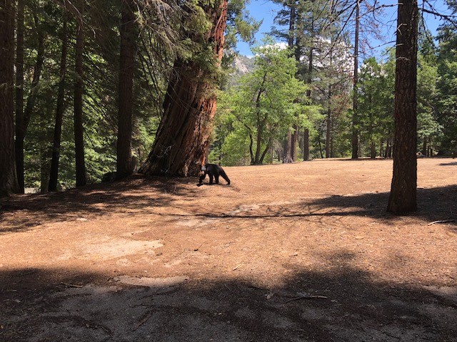 Little visitor in Sheep Creek Campground Cedar Grove SEKI.jpg