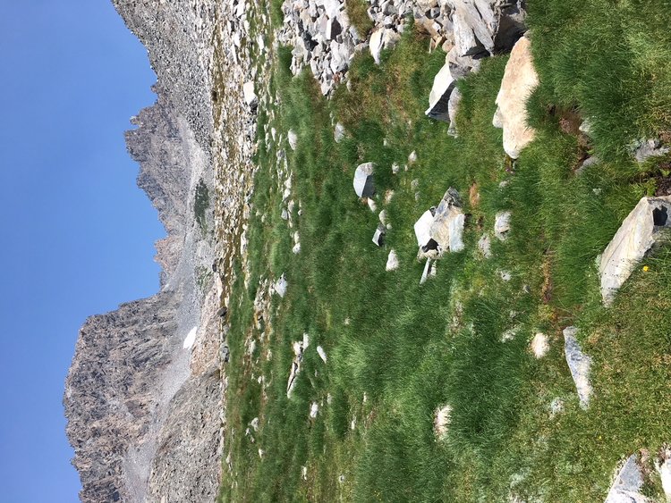 Upper Iron Creek drainage, looking up at Minarets