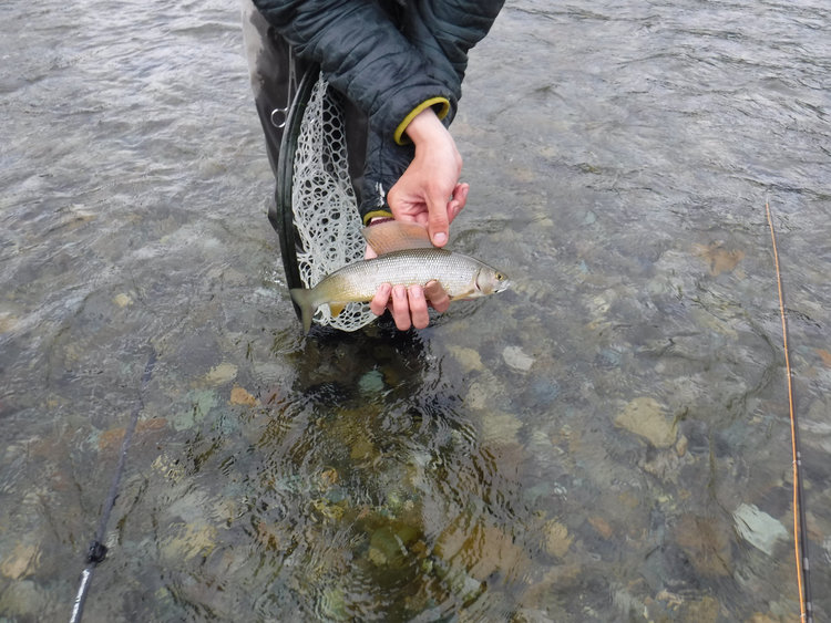 10&quot; Grayling
