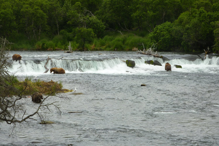 Brooks Falls