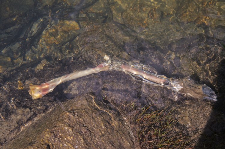 This doesn't look like a fish to me.