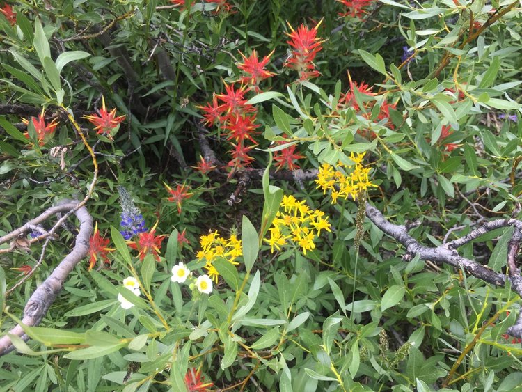 Flowers along Piute Pass Trail -- more inspiration!
