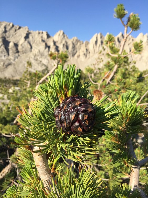Whitebark Pine cone -- I wanted to harvest two of these to stick in my boots at night -- covered with lovely smelling wax-like coating