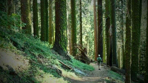 Late afternoon Dayhike in Sequoia NP