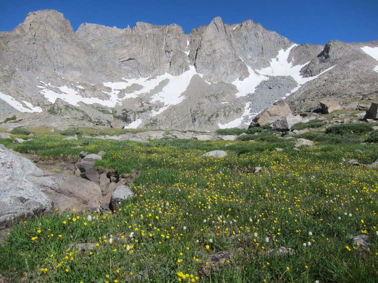 Wildflowers at Upper Tayo Lake