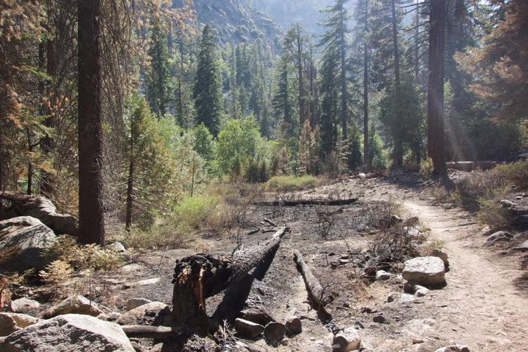 Wildfire remnants along Bubbs Creek trail