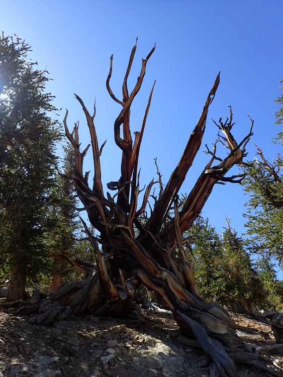 Ancient Bristlecone Pine (Trees that are alive up to 5K yrs old, dead trees can be as old as 11k yrs!)
