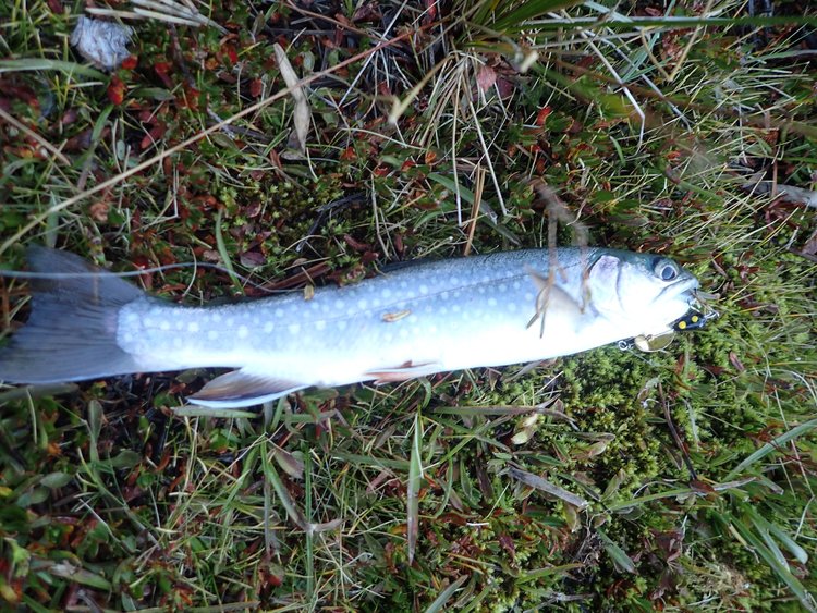 Moonlight Lake Lunker, unfortunately I did not have a tape measure
