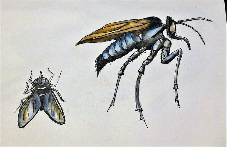 fly.jpg