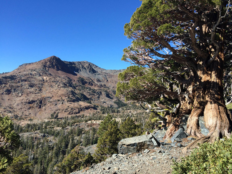 PCT near Gilmore Lake