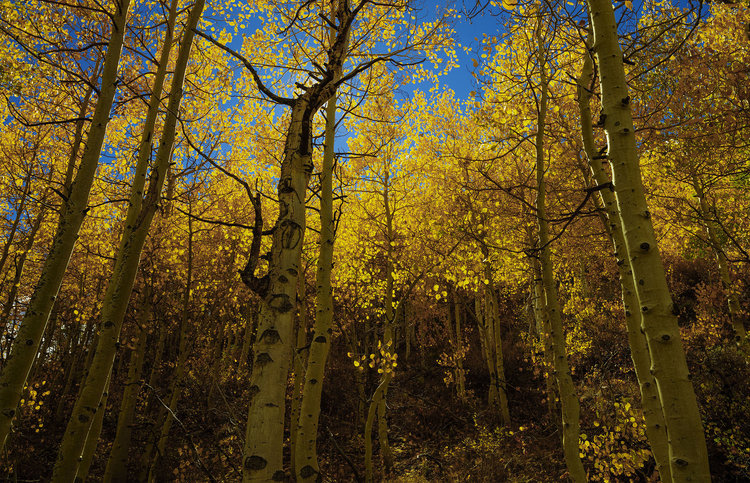 Aspen Grove copy.jpg