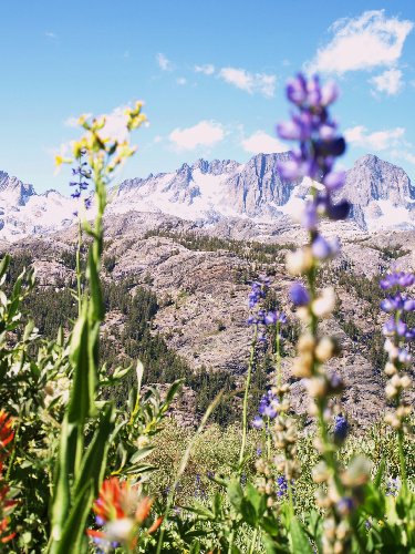wildflowers from the High Trail, Ritter and Banner in the back