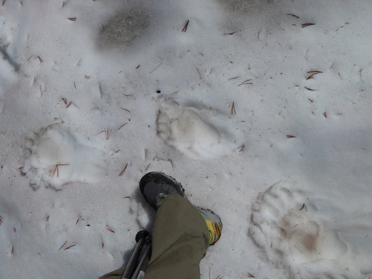 Bear tracks