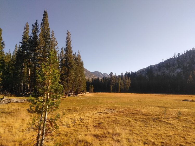 Jackson Meadow in the morning