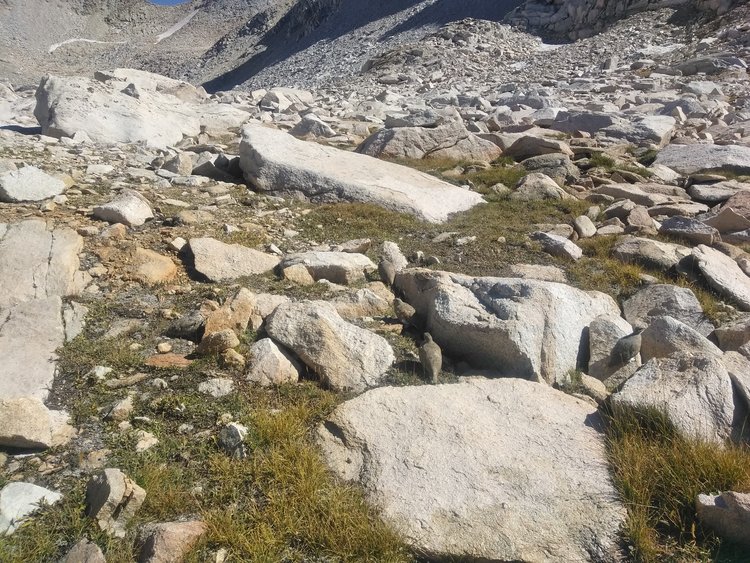 How many ptarmigan do you see?