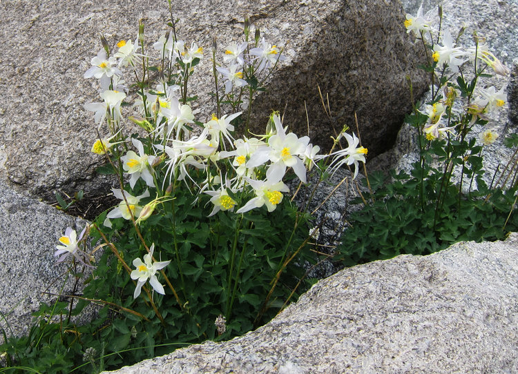 Columbine