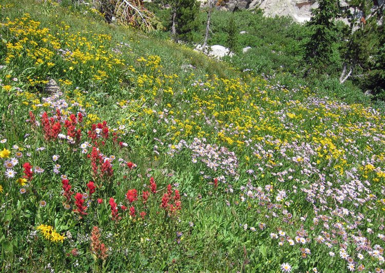 Indian Paintbrush is very common