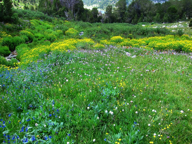 Lupine is also quite common