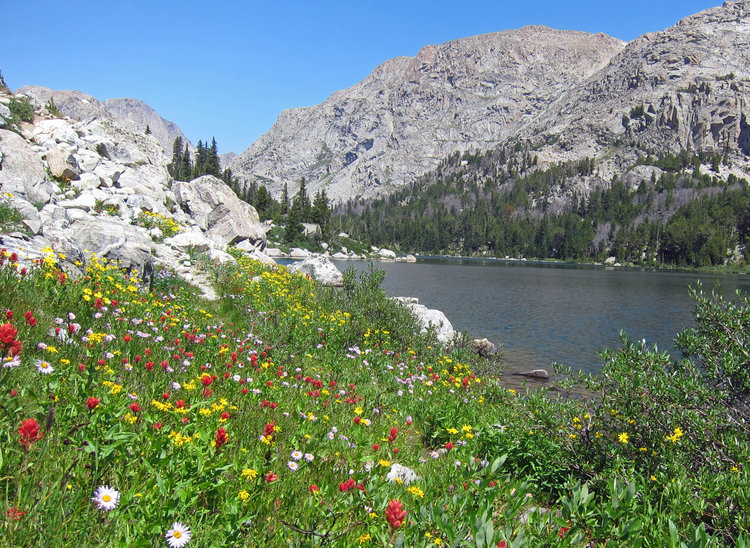 Flowers at Golden Lake