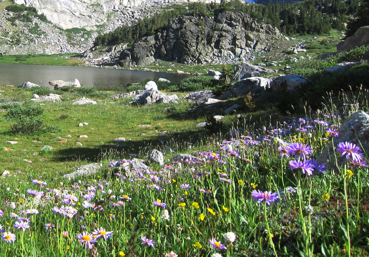 Asters or daisy? near Black Joe Lake