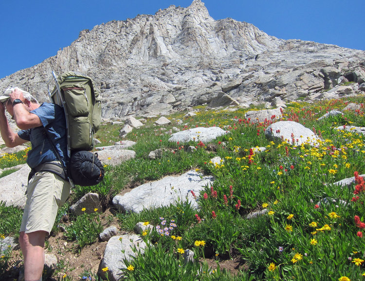 Flowers in Bald Mountain Basin below Angel Pass