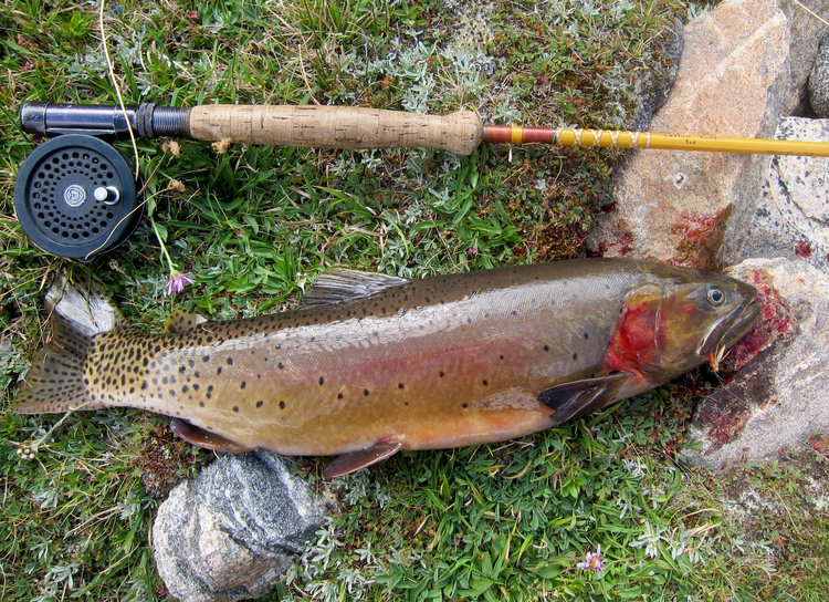 the biggest fish I have caught - Yellowtone Cutthroat