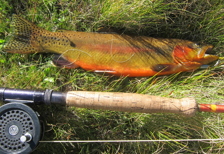 Sierra golden trout from upper Kern