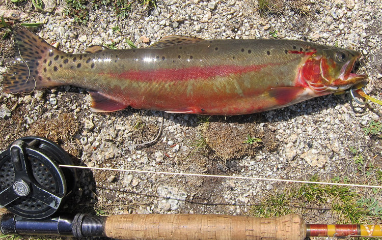 another Sierra trout ?? Golden