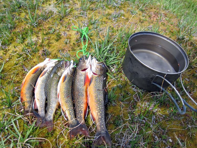 Fish from Horsehead