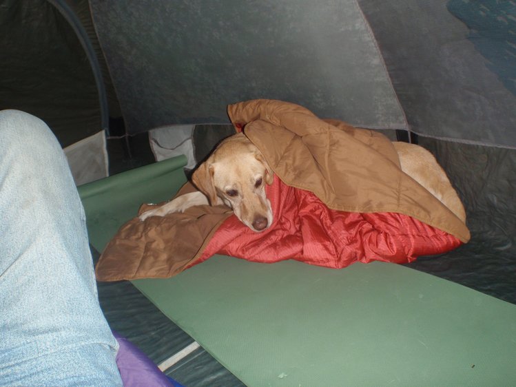 Simba almost on his bed with his quilt