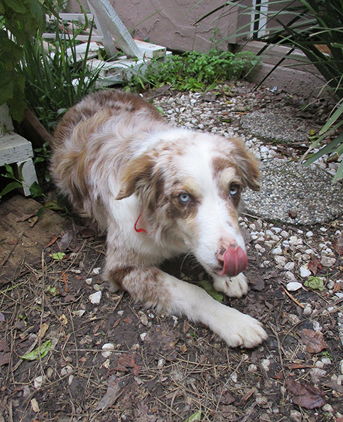IMG_0453 - Lucy, licking her nose.jpg