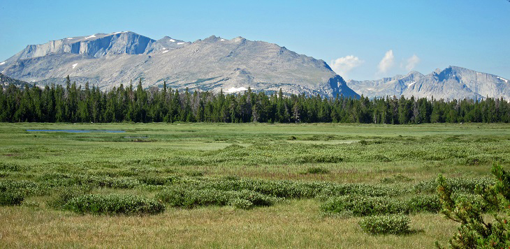 The Meadows