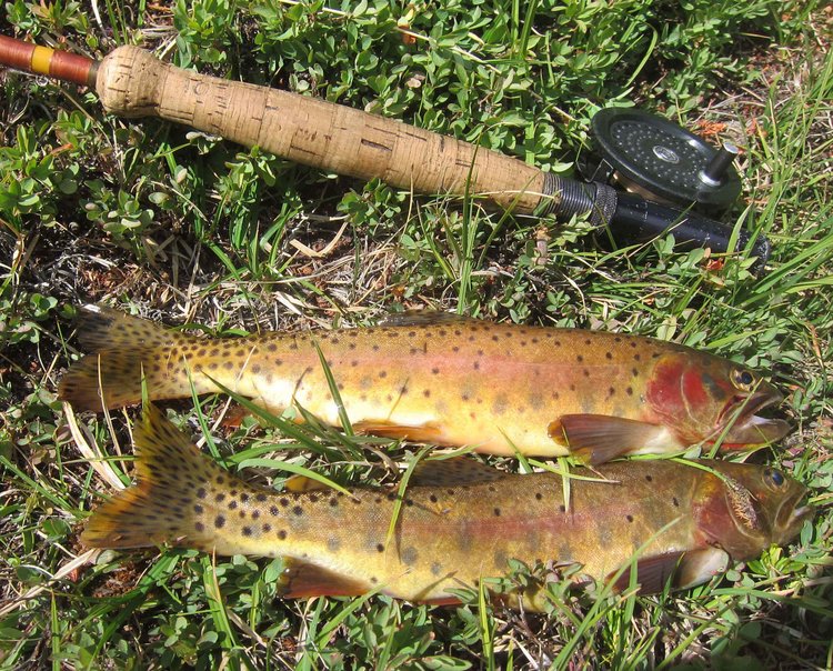 Fish for dinner!
