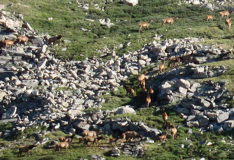 Elk on Windy Ridge