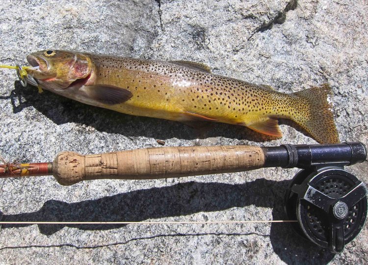 Another fish for dinner