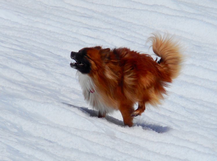 cropped wolfieDSCN0514.JPG