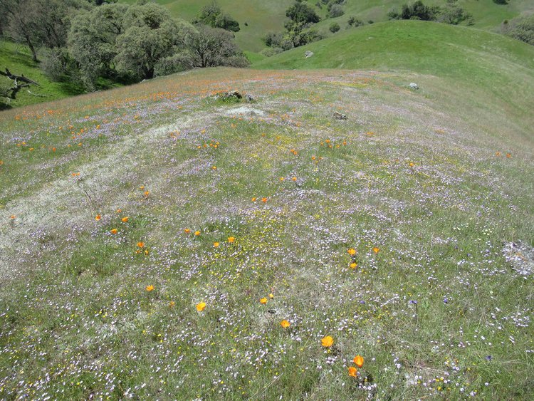 Yes, but the flowers on serpentinite are indeed outstanding this year.  Apr. 15 far off trail N of point 2178 NE part of the park.