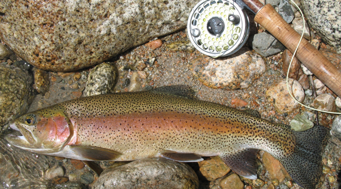 kern_river_rainbow_trout-1.jpg