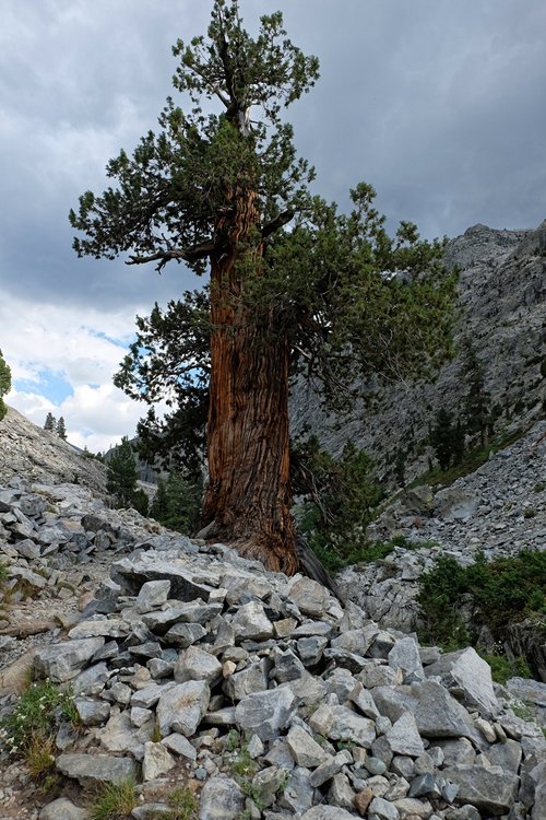 Majestic Juniper tree, near JMT/Piute Creek junction.