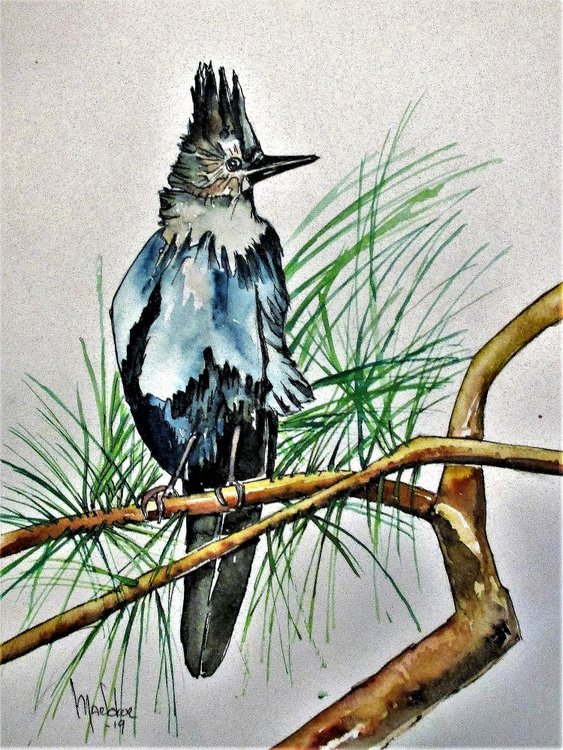 Stellar Jay.jpg