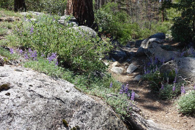 Lupine by the Trail
