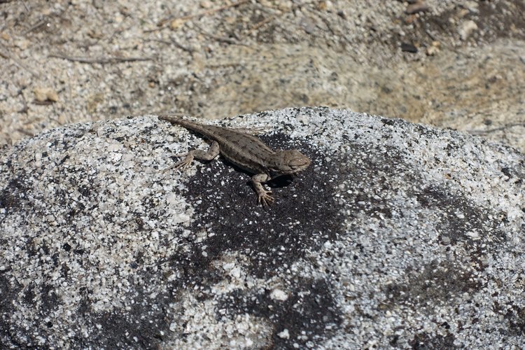 These critters were everywhere
