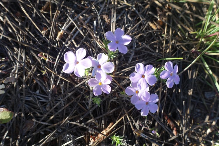Flowers were sparse but these were pretty