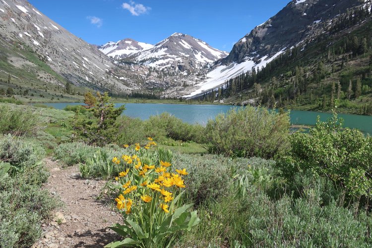 Lots of yellow flowers at Kennedy Lake