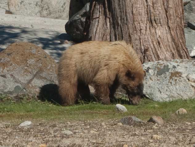 Bear at Vernon in 2010