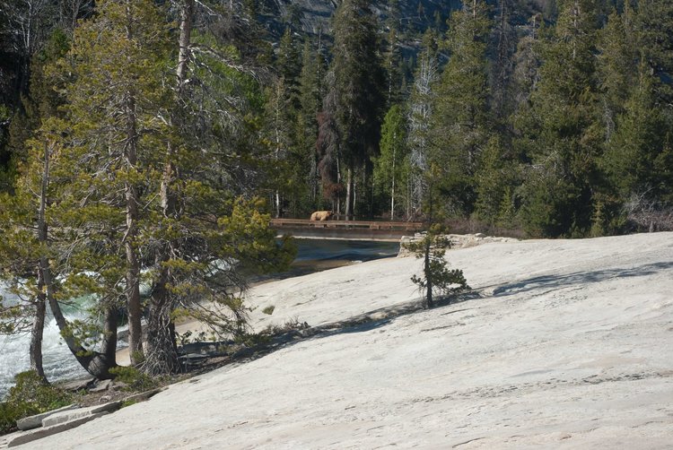 Bear crossing bridge at Vernon