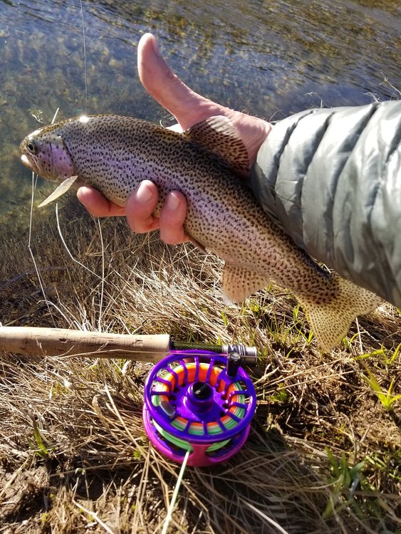 Rainbow