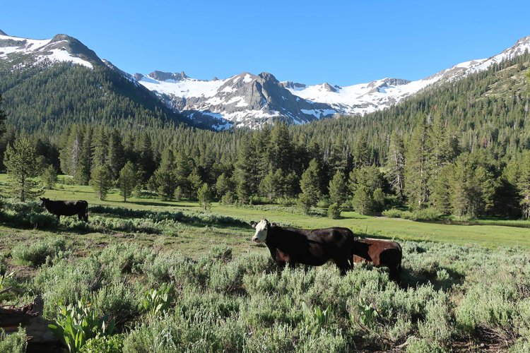 Cows