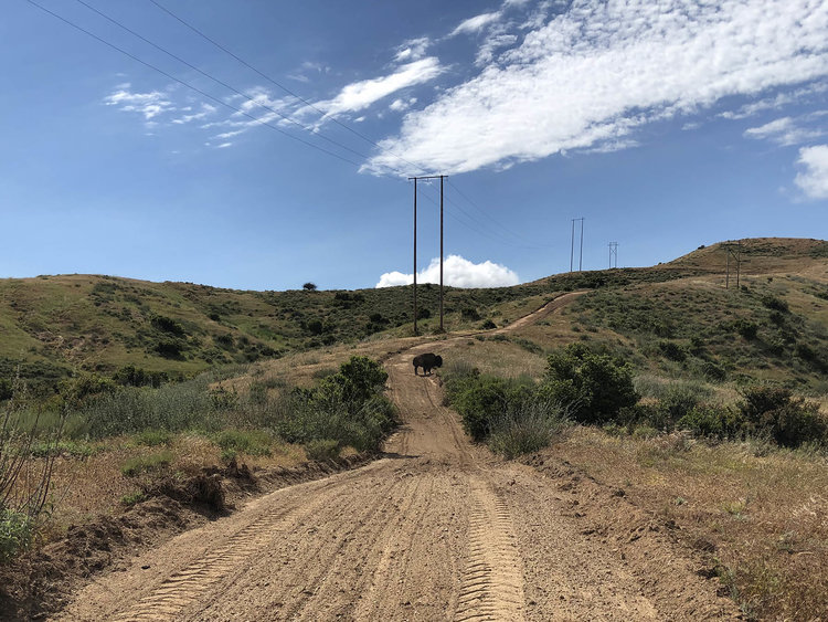 Trans-Catalina Trail-0780.jpg
