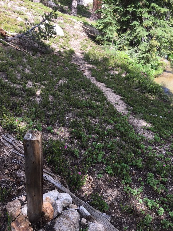 Bits of use trail &amp; ducks would appear around the Lewis lakes, lost so fast they were of little use.